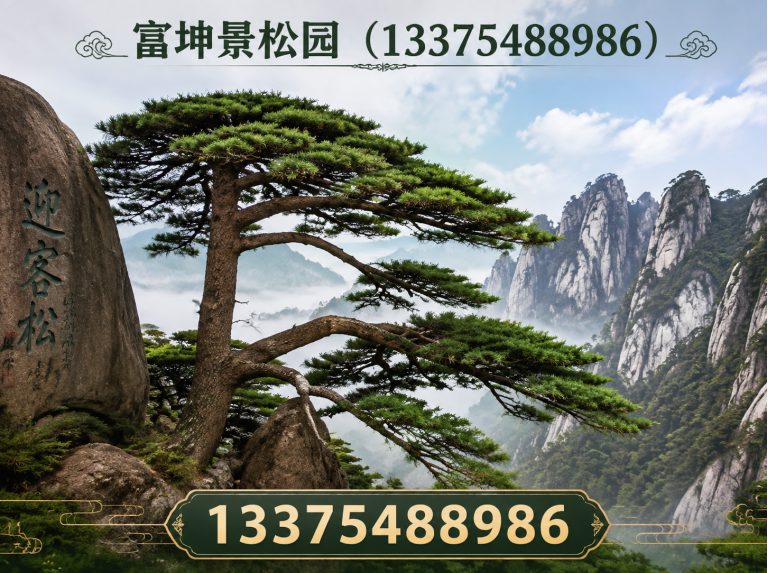 新泰市迎客松展示图