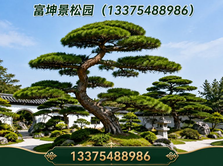 新泰市造型松批发展示图