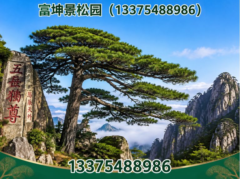 新泰市景观松直销展示图